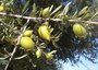 De Argana vrucht komt uit Marokko 
