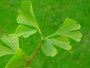 Ginkgo Biloba blad