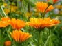 Calendula is de latijnse benaming voor de goudsbloem